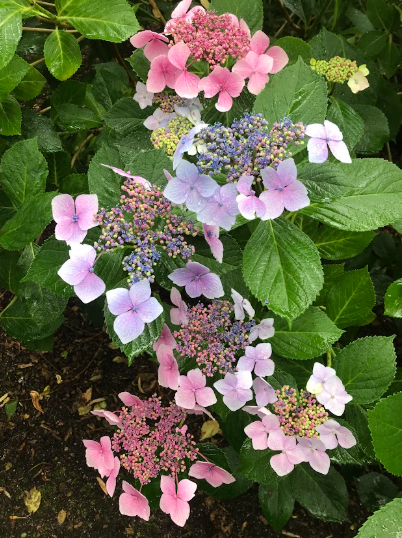 Fairy Wings — pink and purple hydrangeas in bloom at Longleat