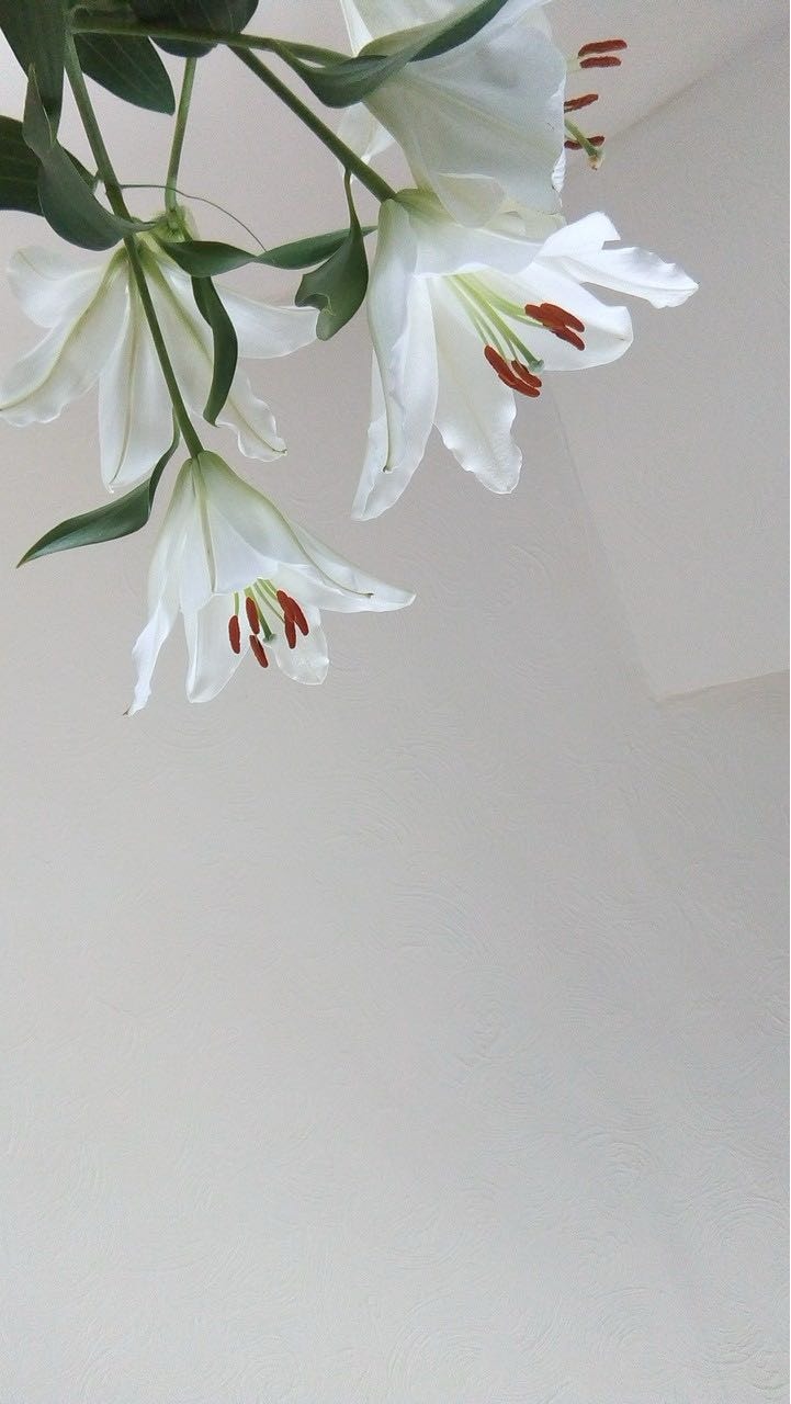 Lily — white lilies with red stamens in close-up bloom